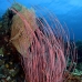 whip_sea_l_gll_v_0121_kom0130.jpg